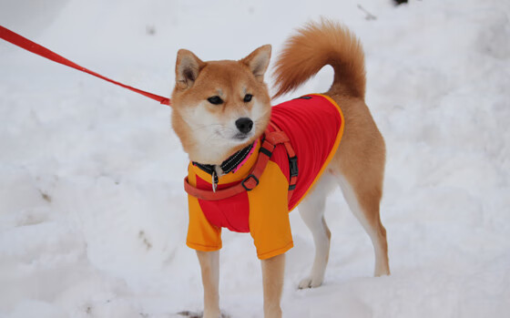 绿茵场上的唯一性，贝蒂斯单节拉开摩洛哥，久保建英在欧冠淘汰赛接管比赛