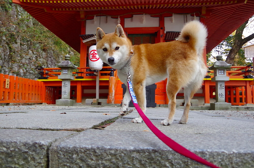 赛道上的独舞者，布鲁诺如何主宰F1年度争冠之夜